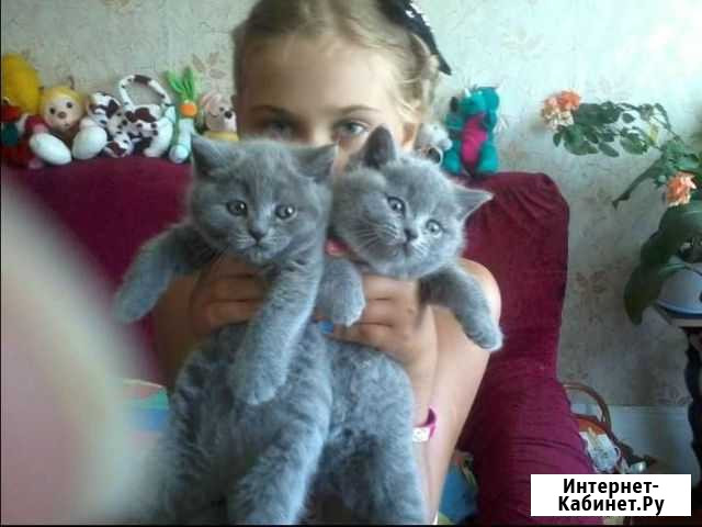Голубые, лиловые котята Тула - изображение 1