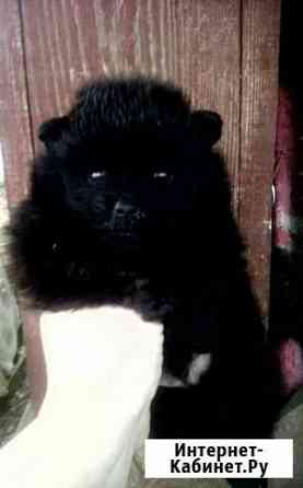 Щенок Курск