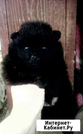 Щенок Курск - изображение 1