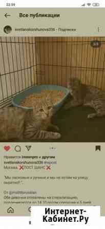 Ласковые котята мурлыки Москва