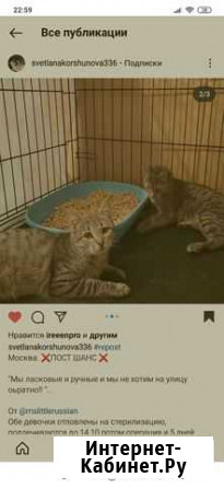 Ласковые котята мурлыки Москва - изображение 1