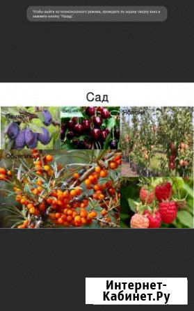 Продажа или обмен саженцами Старая - изображение 1