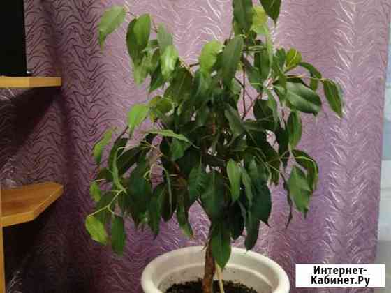 Фикус Бенджамина Златоуст
