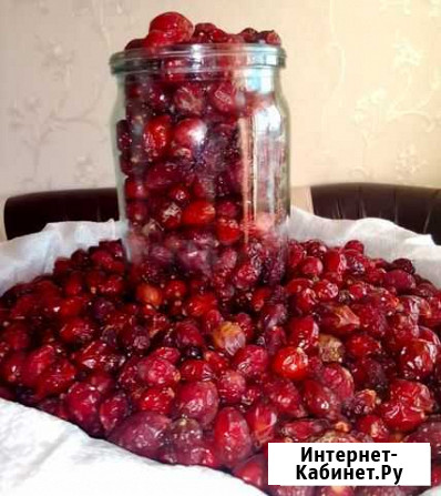 Шиповник Тамбов - изображение 1