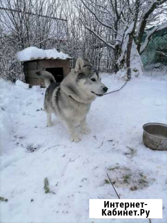 Коротконогий хаски Суздаль - изображение 1