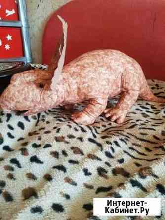 Динозавр Хабаровск