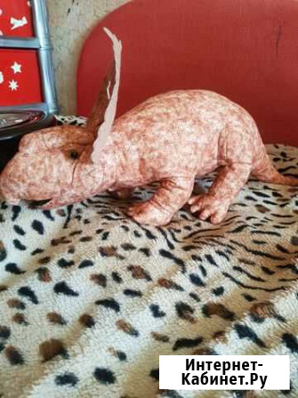 Динозавр Хабаровск - изображение 1