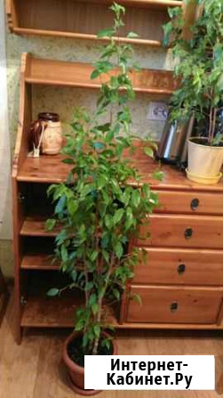 Фикусы Бенджамина, Лировидный и Али Бердск - изображение 1