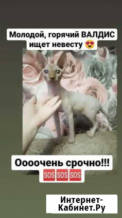Канадский сфинкс вязка Новый Оскол - изображение 1