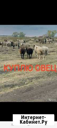 Овцы, крс Карталы - изображение 1
