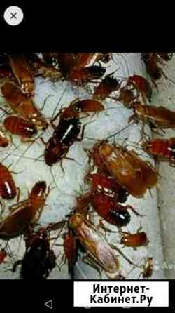 Живой корм для рептилий Краснодар