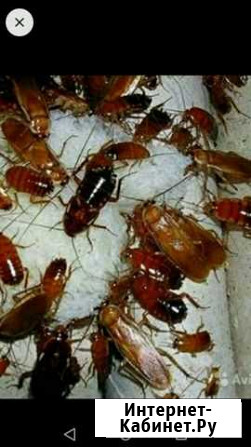 Живой корм для рептилий Краснодар - изображение 1