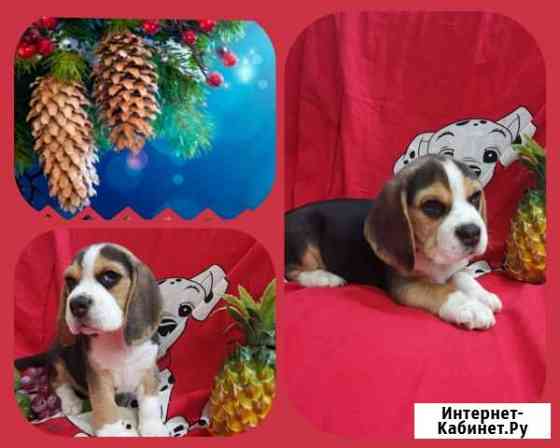 Бигль щеночкииии Симферополь