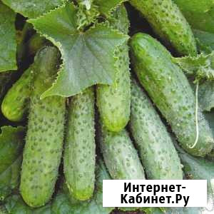Семена огурцов Маша Кропоткин - изображение 1