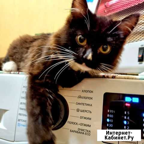 Котенок бесплатно Пермь - изображение 1