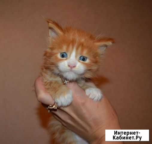 Котята мейн-кун Смоленск - изображение 1