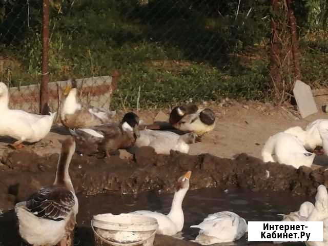 Гуси Нарткала - изображение 1