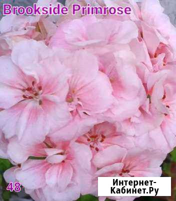 Пеларгония Brookside Primrose Донское - изображение 1