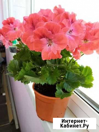 Герань пеларгония Брянск - изображение 1