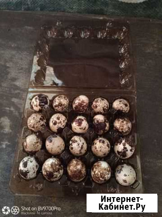 Домашние перепелиные и куриные яйца Красногорск - изображение 1