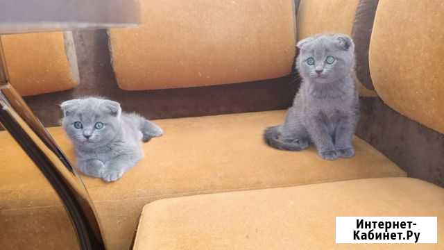 Шотландские с паспортом и прививочками Подольск - изображение 1
