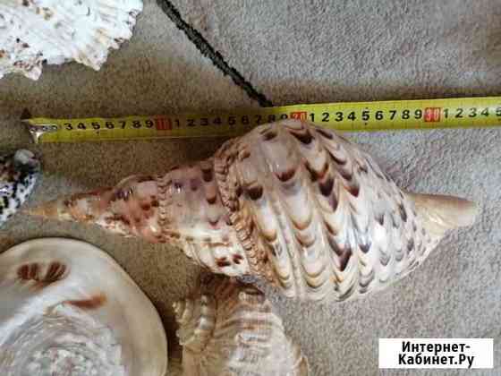 Морские ракушки раковины Хабаровск