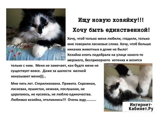 Кошки в добрые руки Череповец - изображение 1