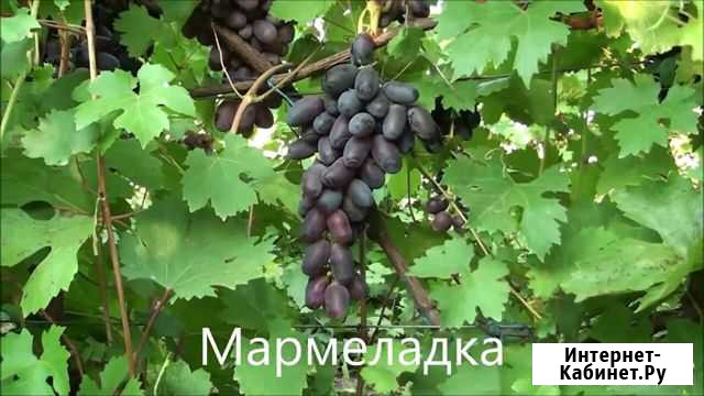 Черенки винограда Старомышастовская - изображение 1