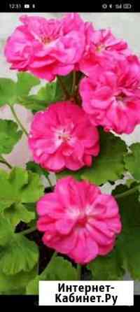 Пеларгония герань Иваново