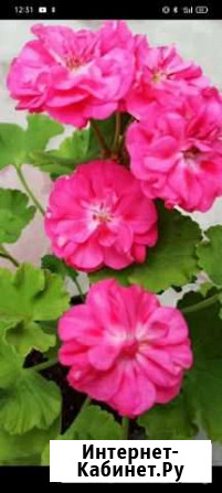 Пеларгония герань Иваново - изображение 1