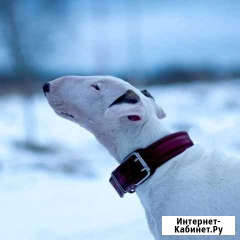 Щенки бультерьера Яхрома - изображение 1