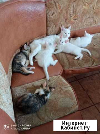 Котята в добрые руки бесплатно Гвардейск - изображение 1