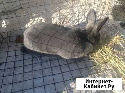 Кролики Волгоград - изображение 1