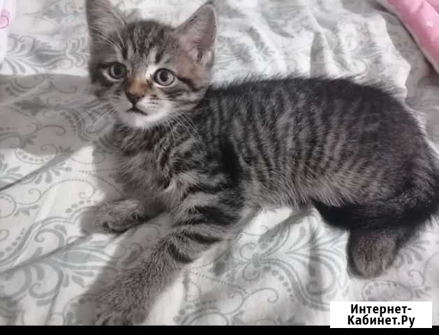 Котенок Рязань - изображение 1