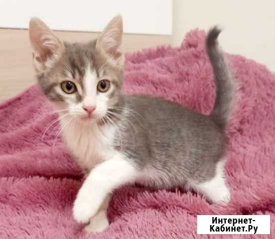 Котенок 1,5 мес Белгород - изображение 1