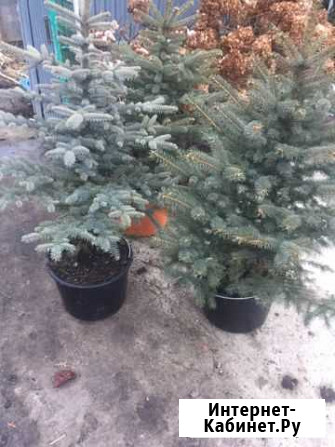 Новогодние елки в горшках Пятигорск - изображение 1