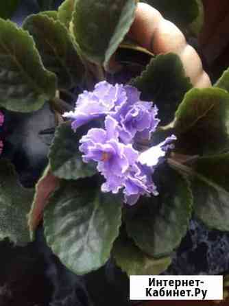 Фиалка листик Киров