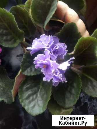 Фиалка листик Киров - изображение 1