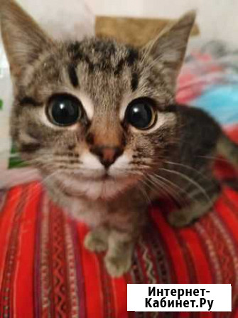 Котенок в добрые руки Алексеевка - изображение 1
