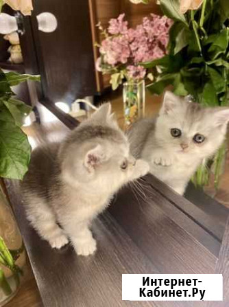 Шотландский котенок (скоттиш - страйт) Чехов - изображение 1