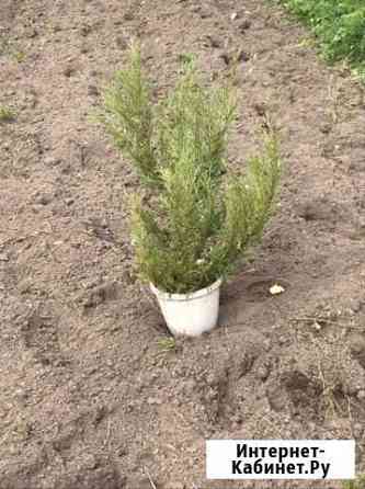 Можжевельник казацкий Калуга