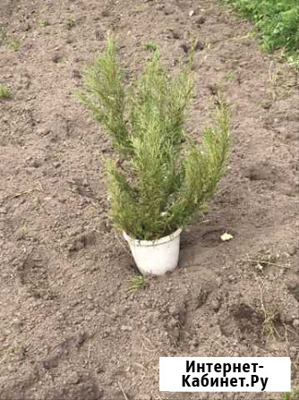 Можжевельник казацкий Калуга - изображение 1