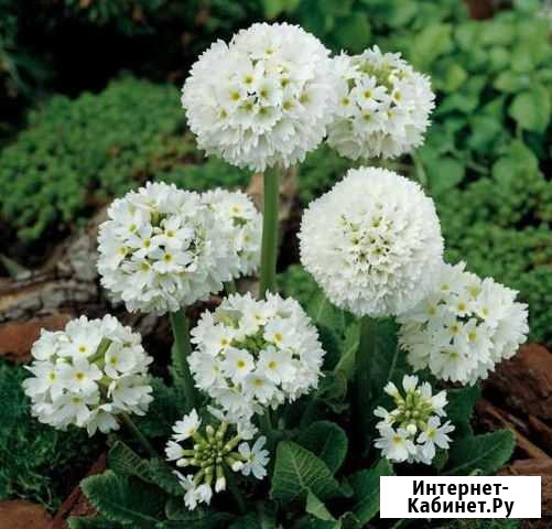 Примулы Иваново - изображение 1