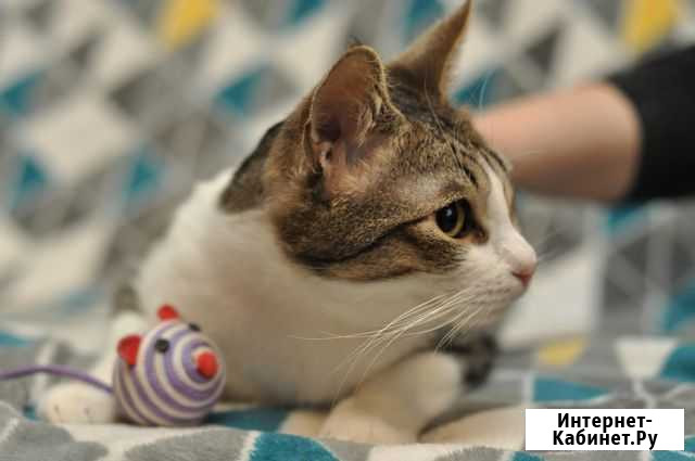 Добрый застенчивый котик в поиске дома Ярославль - изображение 1