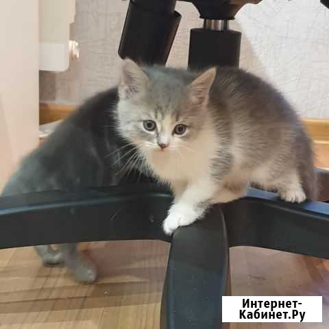 Котенок Томск - изображение 1