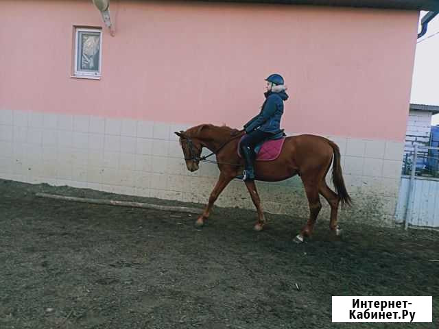 Спортивный рыжий мерин 3 года Батайск - изображение 1