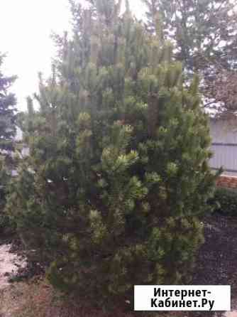 Сосна Калининград