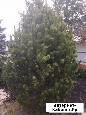 Сосна Калининград - изображение 1