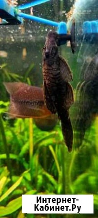 Сом анциструс Нижний Новгород - изображение 1