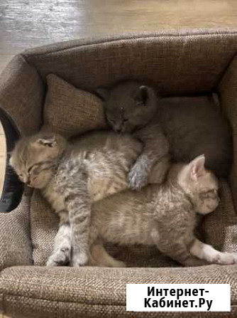 Котята шотландские Красногорск - изображение 1
